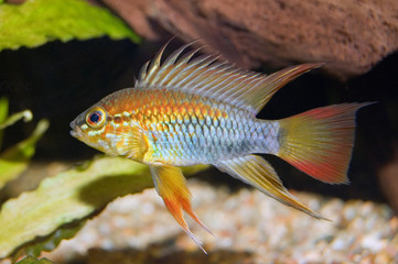 apistogramma viejita