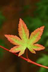 young japanese maple leaf