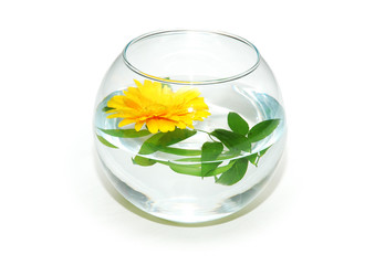 fish tank and yellow flower isolated on white