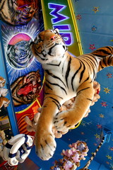 tiger at funfair