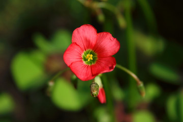 oxalis