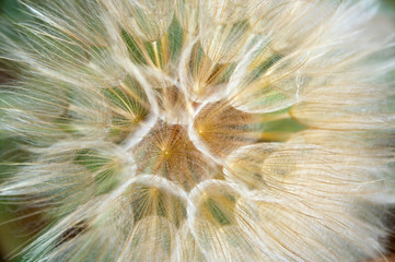 dandelion © Sergey Goruppa