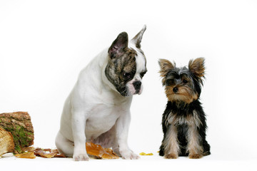 bouledogue et yorkshire