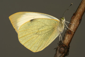 large white