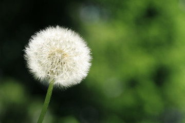 pusteblume - löwenzahn makro