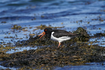 oystercatcher