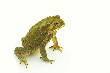 Fototapeta premium frog