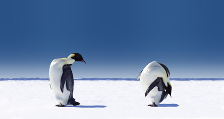 Fototapeta premium sporty pingwina
