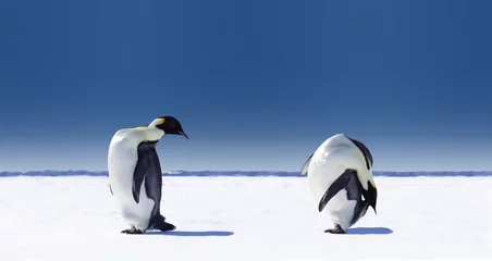 Plexiglas foto achterwand pinguïn sporten © Jan Will