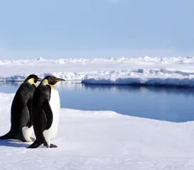 Crédence de cuisine en verre imprimé Pingouin penguins