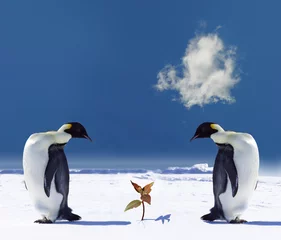 Crédence de cuisine en verre imprimé Pingouin le réchauffement climatique