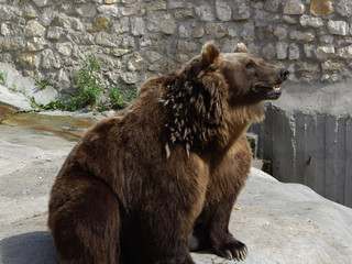 Obraz premium bear