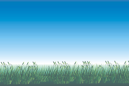 sommertag - gras vor blauem himmel
