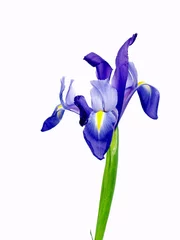 Stickers pour porte Iris iris