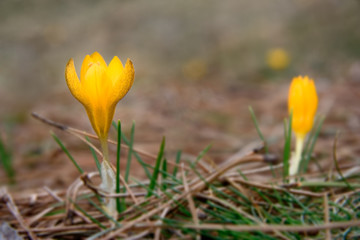 wild crocus flowers in the nature