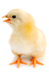adorable baby chick