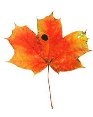 vivid maple leaf with holes and spots #2