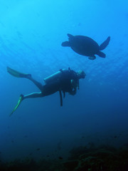 turtle diver