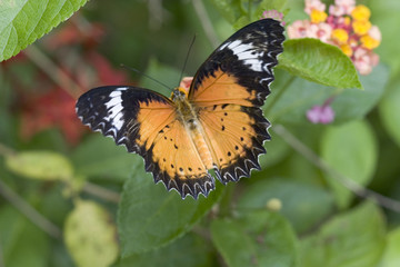 Fototapeta premium schmetterling