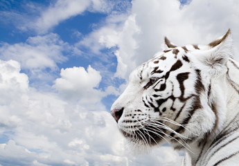 white tiger