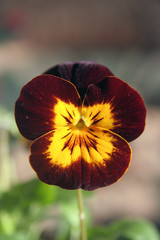 viola