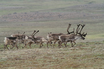 caribou - reindeer