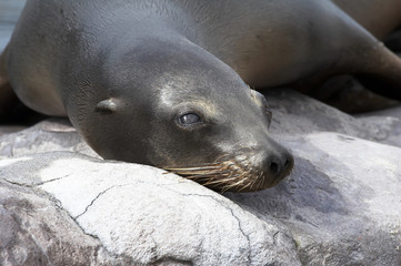 Obraz premium seerobbe in der sonne - liegend