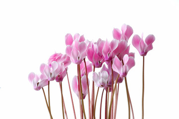 cyclamen flowers