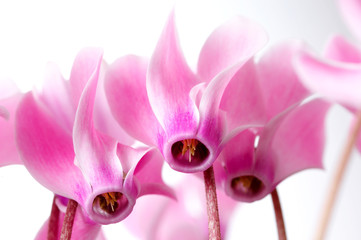 cyclamen flowers - 1916331