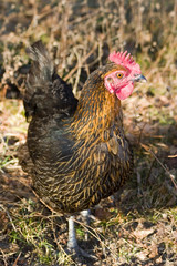 chicken