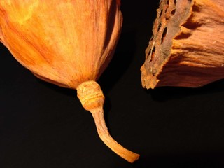 lotosblüten