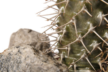 cactus and stones