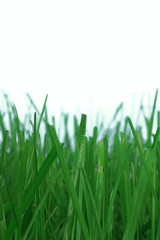 grass on white