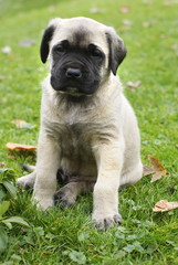 baby english mastiff