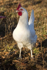 hen