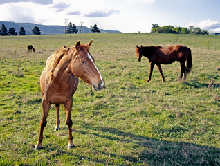 Obraz premium horses