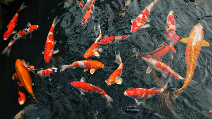 Fototapeta premium many carp fishes