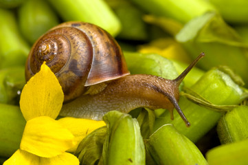 snail and water lily