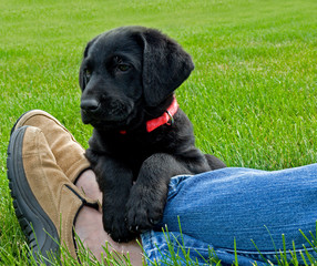relaxing puppy