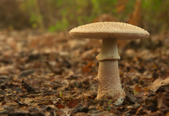 toadstool