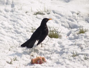 amsel