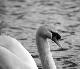 white swan side on black and white