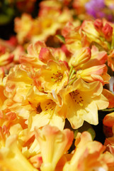Fototapeta na wymiar rododendron