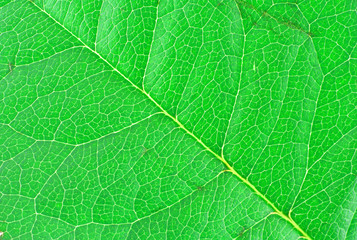 leaf texture