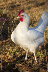 white hen profile
