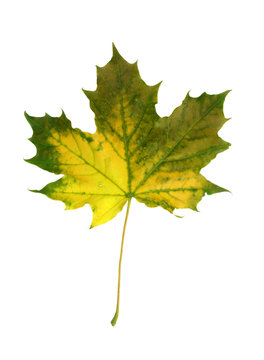 vivid fall leaf
