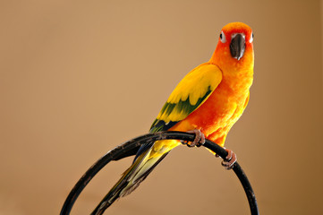 sun conure