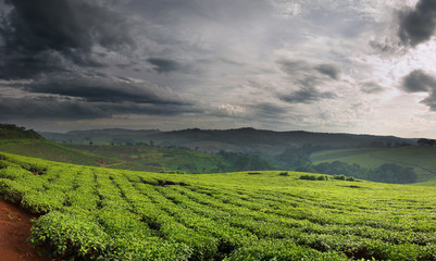 Fototapeta na wymiar plantacji herbaty