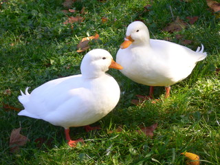 canards