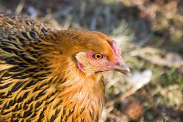 golden hen profile